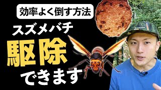 スズメバチを駆除するなら相手を知って効率よく倒そう！