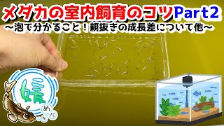 メダカの室内加温飼育のコツNo2～泡が残る？親抜きでの成長差！稚魚が大きくならない話etc～【媛めだか】