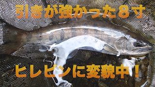 渓流釣り　引きが強くなった日原川中流域の良型ヤマメ