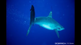 SCIENCE BRIEF: Great White Shark Monitoring