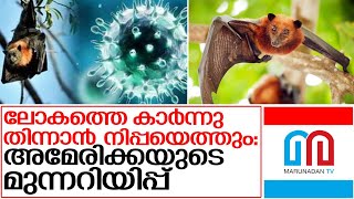 കൊറോണയ്ക്ക് ശേഷം ലോകം കീഴടക്കാന്‍ നിപ്പ വൈറസ് I About nipah virus