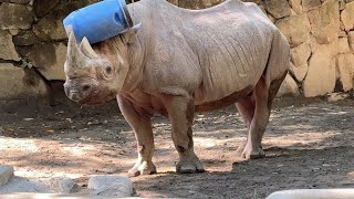 マロくんのようすです【未公開編】【上野動物園】ヒガシクロサイ