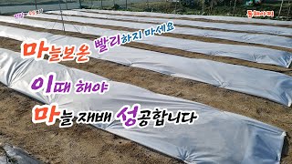 마늘 보온 이때 해야 되요. 너무 빨리 하지 마세요.Garlic needs to be warmed at this time to succeed in cultivation.