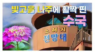 수국이 너무도 풍성하게 피었어요..나주 동강면 느러지전망대에 오르면 한반도가 보여요