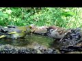 grünfinken feldsperling und mönchsgrasmücke baden