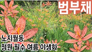 범부채 | 정원 필수 야생화 | 노지월동 | 여름 야생화 | 대표 야생화인 범부채의 매력 확인해보세요!