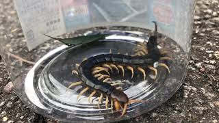 【閲覧注意】アオズムカデにバッタあげてみた　Scolopendra subspinipes japonica L.Koch