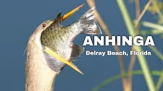 Anhinga Bird - 4K