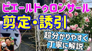 5年連続配信🌹超分かりやすく解説‼️【剪定・誘引】つるバラピエールドゥロンサール🌹