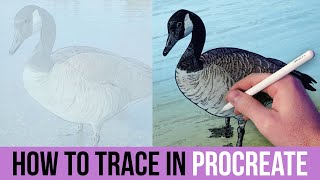 Master Procreate Tracing: From Photo to Digital Art (Beginner Tutorial)