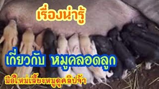 ขอแชร์แบ่งปัน!!แม่หมูจะคลอดลูก อาการที่แสดงออกให้สังเกตได้ มือใหม่เลี้ยงหมูสนใจเรื่องนี้ดูคลิปนี้จ้า