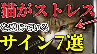 【ネコの本音】猫がストレスを感じているサイン7選を暴露します。|あなたは大丈夫⁇