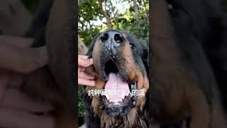 Tibetan Mastiff  dogs | 纯种藏獒有多少人了解它们的个性？#猛犬保镖#藏獒#中国藏獒#护卫犬