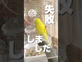 【インコのつぼみ】ごはん失敗しました インコ おしゃべりインコ セキセイインコ インコ面白い budgerigar budgies 失敗談 ごはん 料理