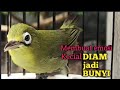 KECIAL KUNING DIAM SEKETIKA NYAUT BUNYI | DENGAN PANCINGAN CIAK CIAK DOBLE JOSS GACOR SATU INI