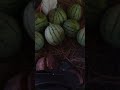 panen buah semangka di kebun sendiri #stories #semangka