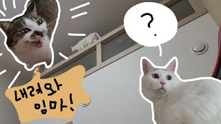 복층집과 고양이🐱 (그만 올라가..제발)