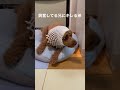 興奮してる兄にキレる弟　 トイプードル 犬 short shorts ショート toypoodle 兄弟 興奮