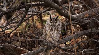 トラフズクとマヒワ