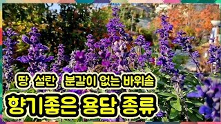 땅에 설란 향기용담 동설목 6년 동안 분갈이 필요없는 바위솔 모습