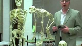 What is the missing link between primates and humans? -World Book Explains