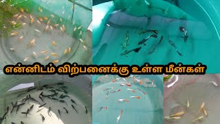 என்னிடம் விற்பனைக்கு உள்ள மீன்கள்|All In Our Fishes|Sales Video|Aquarium|#petslovechannel