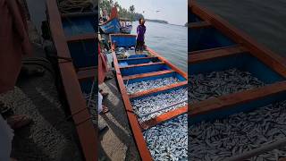 ചാളകൾ ചാടി കളിക്കുന്നത് കണ്ടാ 😱😱😱#shorts #youtubeshorts #trending #fishing