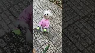 وقتی اسم پیشی میاد روپاهاش می ایسته😁😁🐕😍 #cuteanimal #pets #شیطون #puppy #cutepet