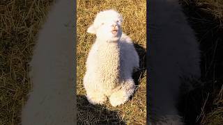 baby sheep and goat video 🥰#shortvideo #youtube#viral#trending#shorts#goat#sheep