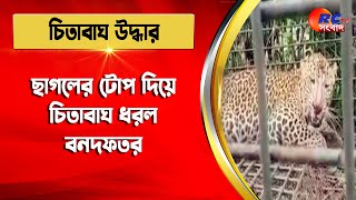 Leopard | ছাগলের টোপ দিয়ে চিতাবাঘ ধরল বনদফতর