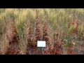 a quick explanation of the cwfs nitrogen trial at weethalle.