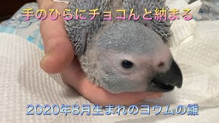 手のひらにチョコんと納まる2020年8月生まれのヨウムの雛　African Grey Parrot