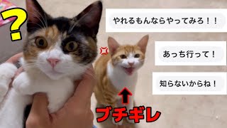 ヤキモチをやく猫に翻訳機を使ったらブチギレてた