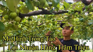 Mô Hình Trồng Táo Lợi Nhuận Hàng Trăm Triệu Của Anh Nông Dân Trẻ Ninh Thuận / Nongdan85