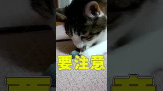 猫がビニールを舐めるときはご注意を！！