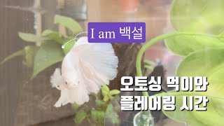 하프문베타키우기|로즈테일하프문베타|사무실에서키우기좋은|오토싱키우기|베타플레어링