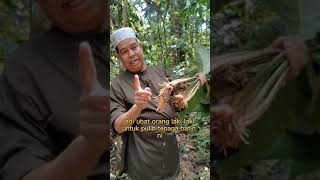 Herba Hutan - Belimbing Batu