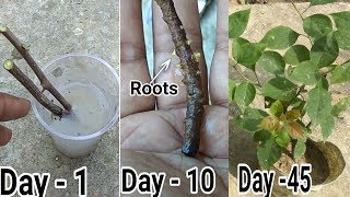 Bougainvillea ko cutting se kaise lagae :: 100% result