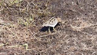 【利根運河の野鳥】タシギ Common Snipe（H31.1.5)