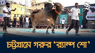 গরুর ‘র‌্যাম্প শো’তে সাজ-পোশাক আর সুরের তাল, এ যেন এক রাজকীয় কারবার