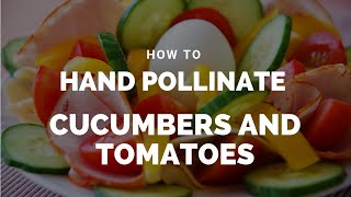 How To Hand Pollinate Cucumbers and Tomatoes (View in HD)