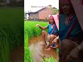 कोकणात भातलावणीला सुरुवात 🌾🌾 भातशेती शेती शेतकरी farmer kokan ratnagiri shorts viral