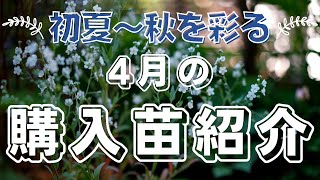 【初夏〜秋のガーデニングに向けて】4月の購入苗40種紹介｜宿根草｜ハーブ｜低木｜花苗｜山野草｜