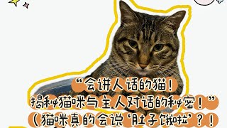 会讲话的猫！揭秘猫咪与主人对话的秘密！#养猫知识 养猫经验分享