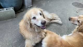 14歳のゴールデンレトリバー  14 year old Golden Retriever