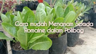 Cara Menanam Sayur Selada Romaine dalam Polibag #berkebundirumah #sayuran #selada