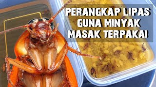 [DIY] Perangkap Lipas Dalam Kereta Guna Minyak Masak Terpakai! Cara Mudah Perangkap Lipas Berkesan