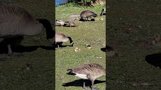 A busy afternoon in the park.  You can hear a Crow and Geese and ducks #birds #nature #wildlife