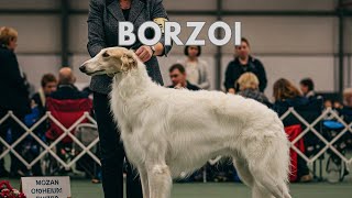 I WOULD LOVE TO FILM BORZOI WORKING