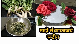 माझे संध्याकाळचे रूटीन || खिडकीत उगवलेल्या मुळ्याची भाजी || Evening routine